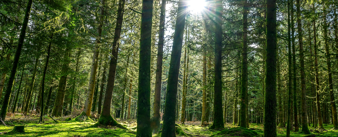 rrn_sustainability-forestry-commision-bg